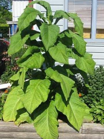 Tobacco Seeds - Canadian Virginia Flue Cured Bold